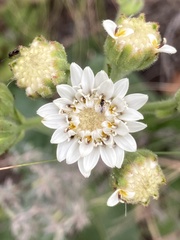 Holocheilus brasiliensis