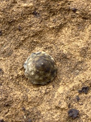 Bembicium