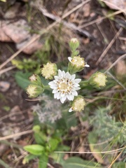 Holocheilus brasiliensis