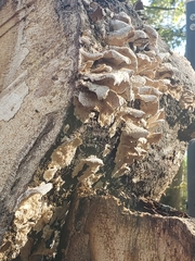 Cerrenaceae