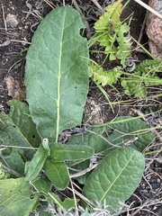 Holocheilus brasiliensis