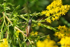 Paroxya atlantica