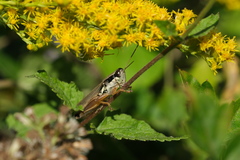 Paroxya atlantica