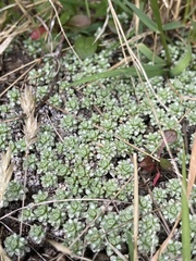 Raoulia parkii
