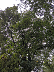 Acer pseudoplatanus