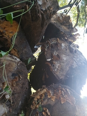 Cerrenaceae