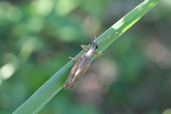 Paroxya atlantica
