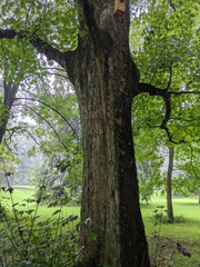 Acer pseudoplatanus