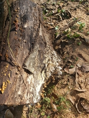Cerrenaceae