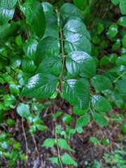 Symphoricarpos albus