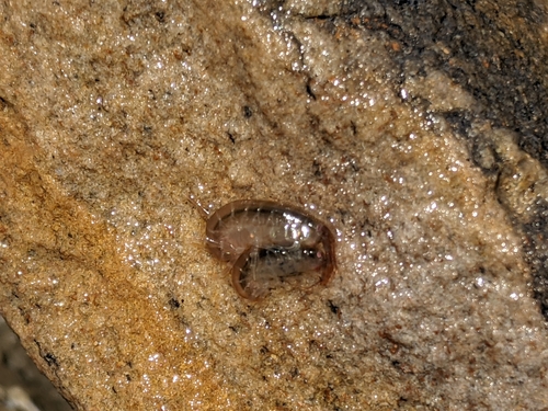 photo of Amphipods (Amphipoda)