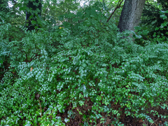 Symphoricarpos albus