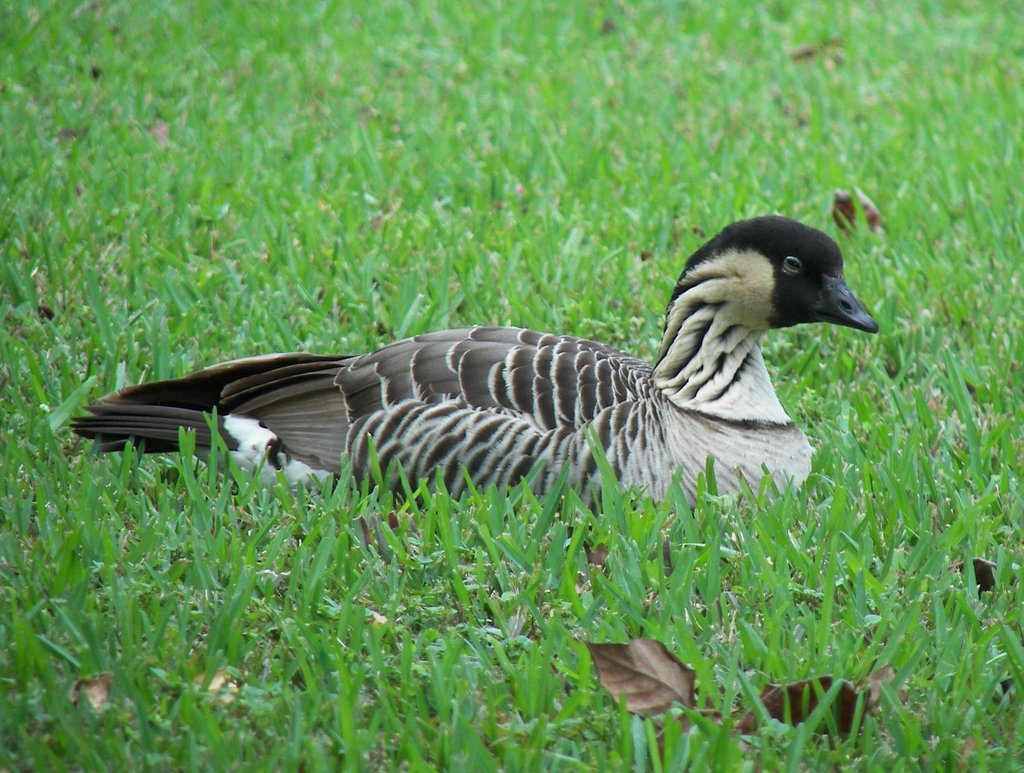 Hawaiian Goose from Florida, Miami-Dade, Key Biscayne, Crandon Park ...