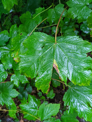 Acer pseudoplatanus