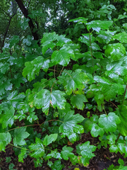 Acer pseudoplatanus