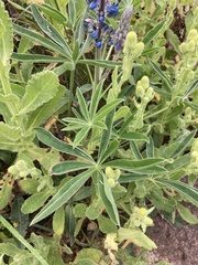 Lupinus multiflorus