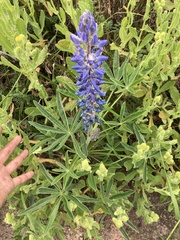Lupinus multiflorus