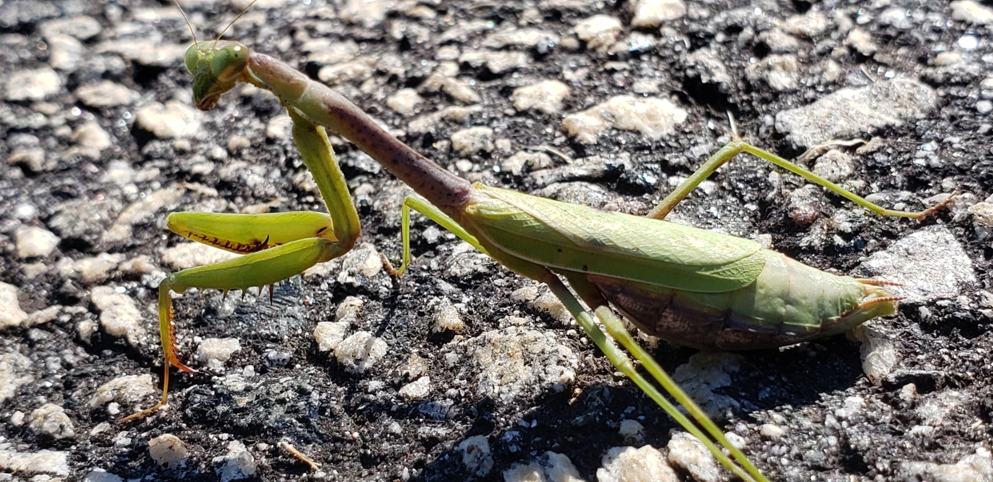 Scientists combine evolution, physics, and robotics to decode insect ...