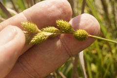 Carex alata