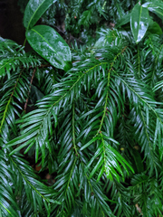 Taxus baccata