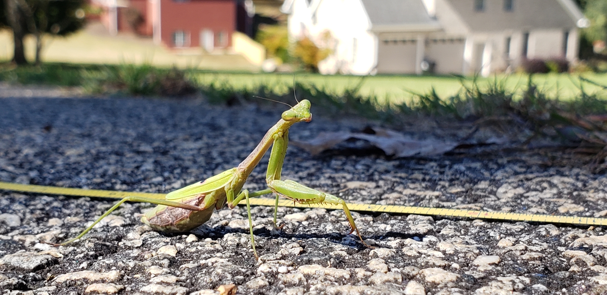 Scientists combine evolution, physics, and robotics to decode insect ...