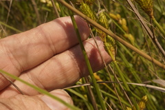 Carex alata