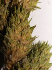 Carex alata