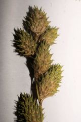 Carex alata