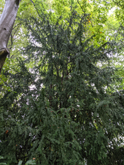 Taxus baccata