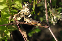 Paroxya atlantica
