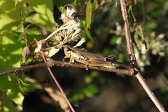 Paroxya atlantica