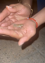 Anura