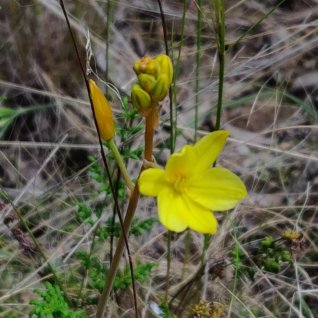 Bulbine glauca, Bruce ACT 2617, Australia
