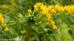 Rhopalomyia capitata