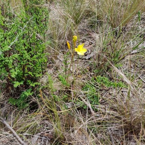 Bulbine glauca