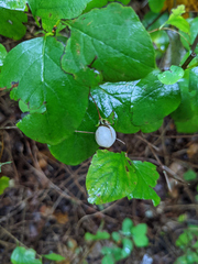 Symphoricarpos albus