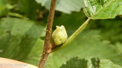 Dasineura serrulatae