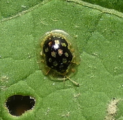 Plagiometriona microcera