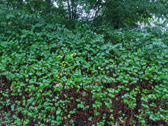 Symphoricarpos albus