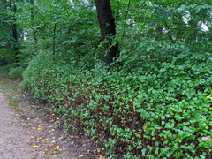 Symphoricarpos albus