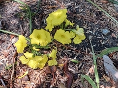 Oxalis pes-caprae