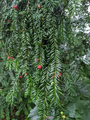 Taxus baccata