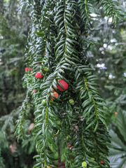 Taxus baccata