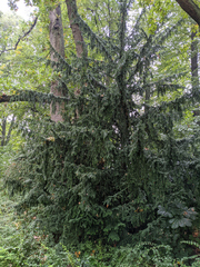 Taxus baccata