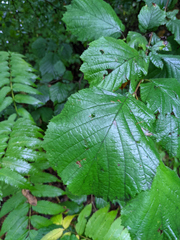 Corylus avellana