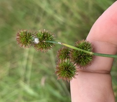 Juncus megacephalus