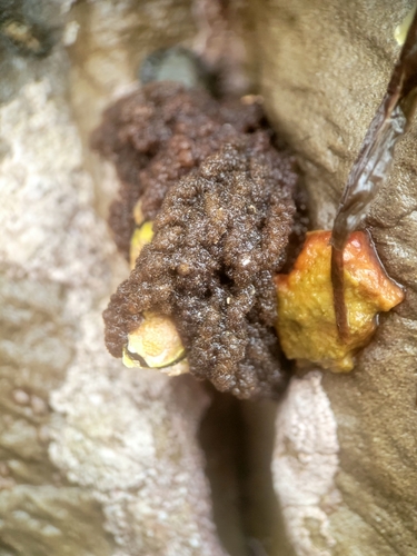 Image of Callithamnion pikeanum by no rights reserved