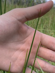 Juncus megacephalus