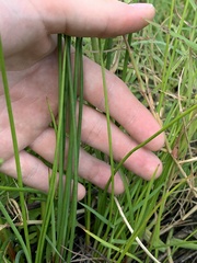 Juncus megacephalus