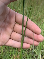 Juncus megacephalus